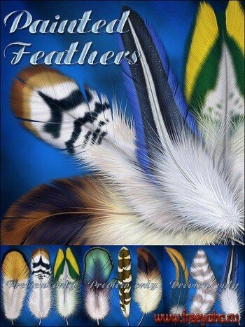   / Lucie's Painted Feathers