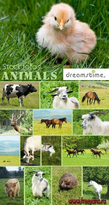 Animals in nature |   