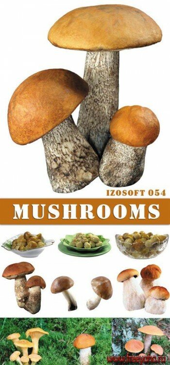 IZ054 - Mushrooms | 