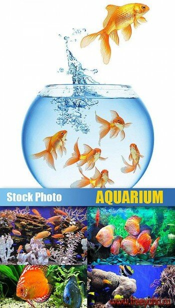Stock Photo - Aquarium |   