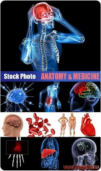 Stock Photo - Anatomy & Medicine |   