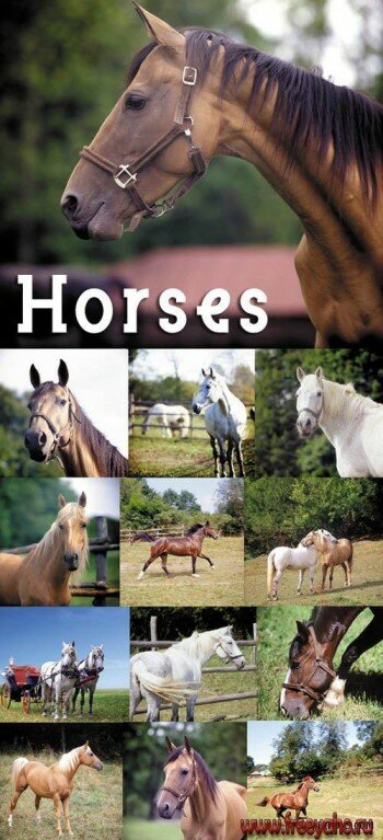 Horses | Лошади