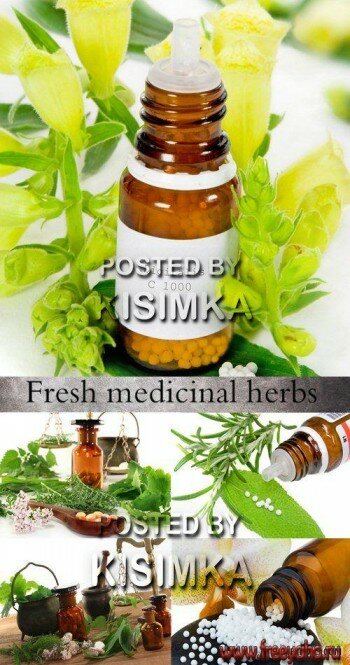      -  l Stock Photo - Fresh medicinal herbs