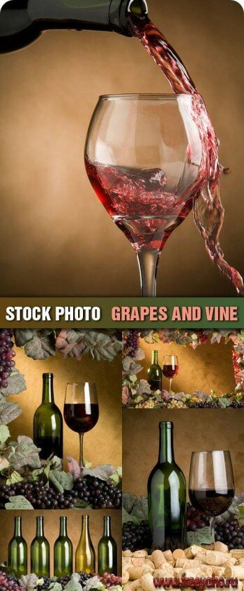 Stock Photo - Grapes and Vine |   