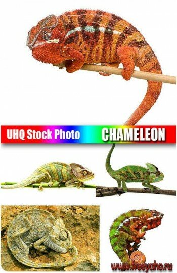  -   | Stock Photo - Chameleon