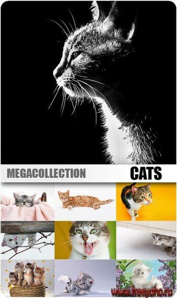 MEGACOLLECTION - Cats (Part#1) | Кошки