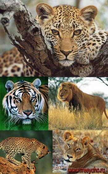 Tigers, lions, leopards, cheetah |  