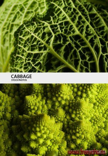   - Cabbage