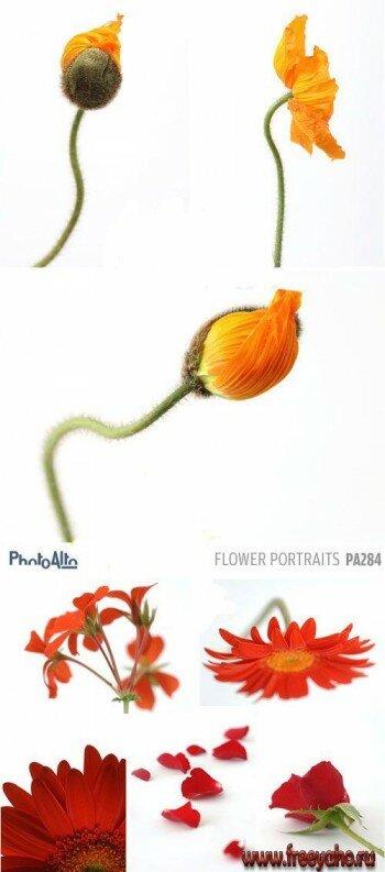   -   | PhotoAlto PA284 Flower Portraits