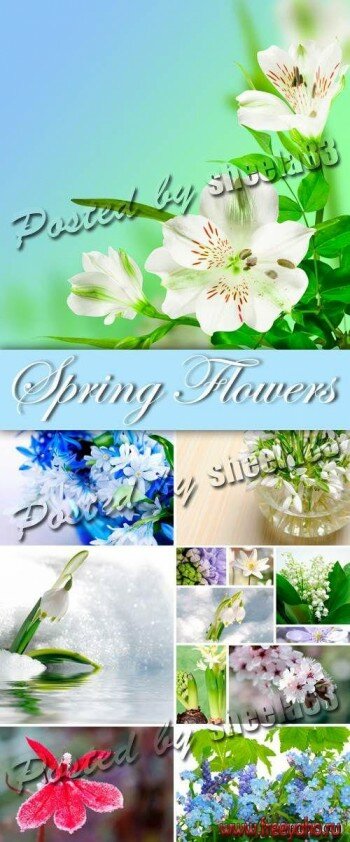    -  | Spring Flowers