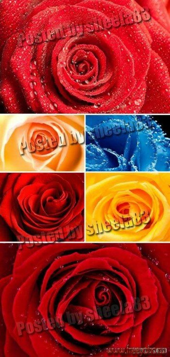   -   | Roses clipart