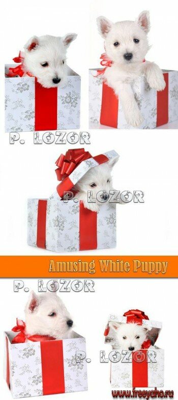     -   | Dog and gift box