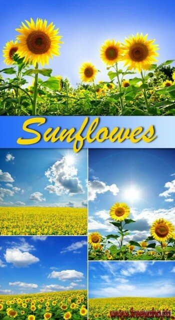  -   | Sunflowers fields