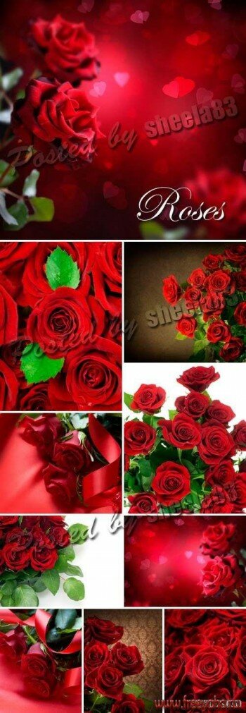    -  | Red Roses Backgrounds