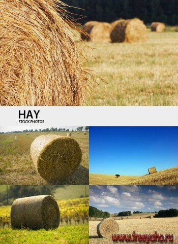    | Hay & fields