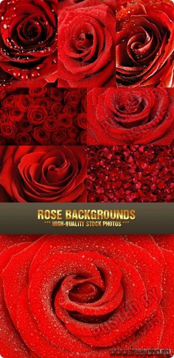   -     | Beautiful backgrounds of roses