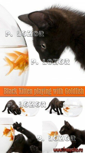      -   | Black cat & gold fish