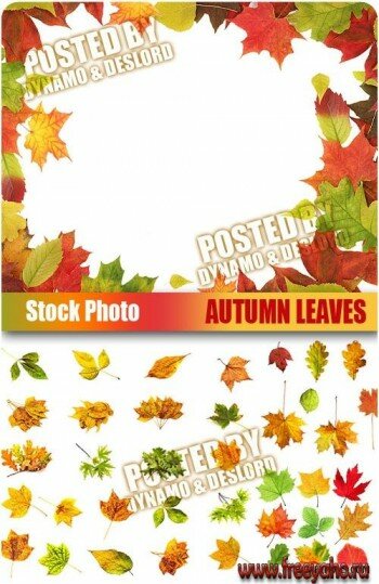     -   | Autumn Leaves & frame clipart