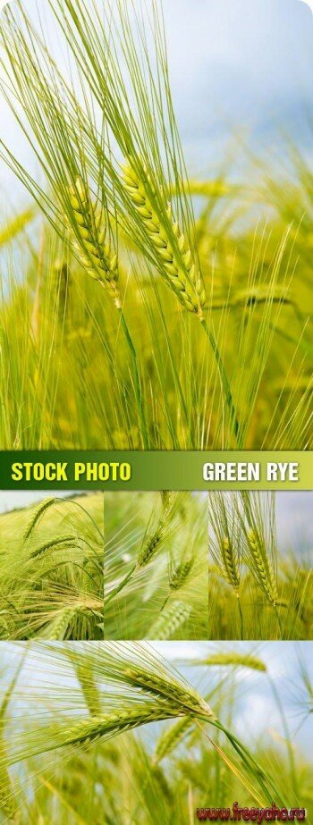 Stock Photo - Green Rye |  