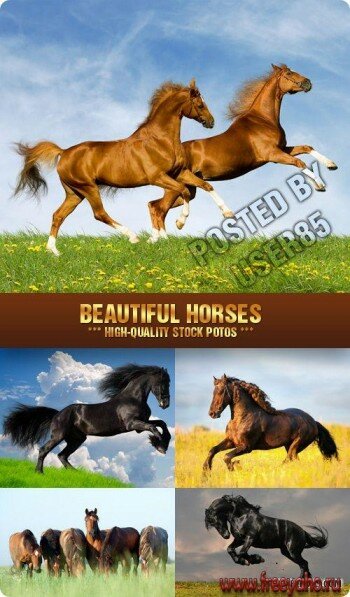   -  | Beautiful Horses