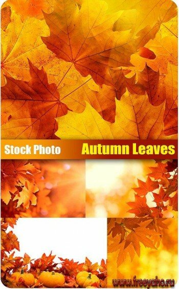  ,    | Autumn backgrounds, leaves & frames