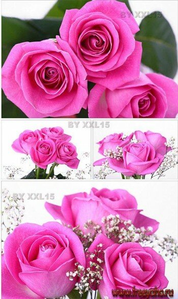   -   | Pink rose bouquet 3