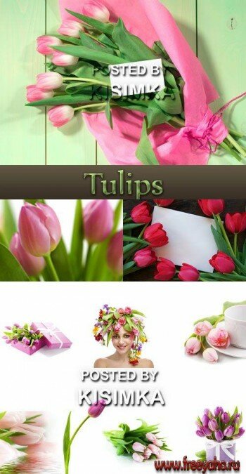   -   | Tulips