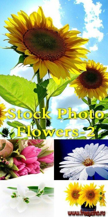   -   | Stock Photo - Flowers