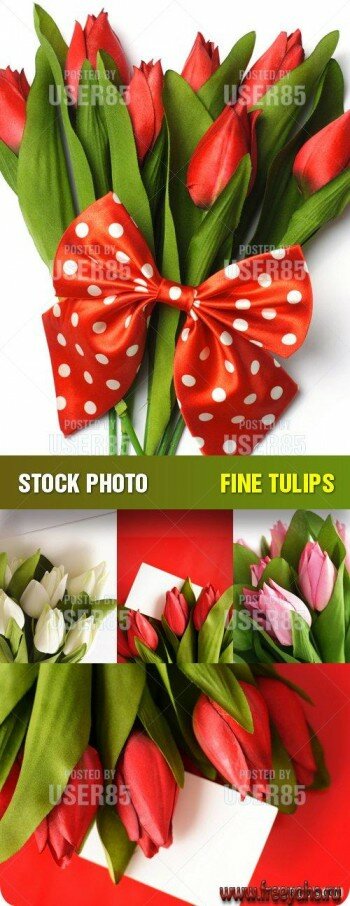  -   | Stock Photo - Fine Tulips