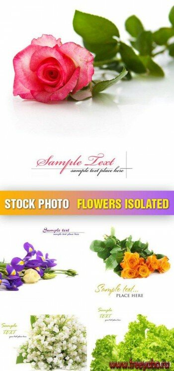    | Stock Photo - Flowers Isolated