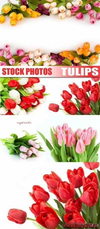 Tulips | 