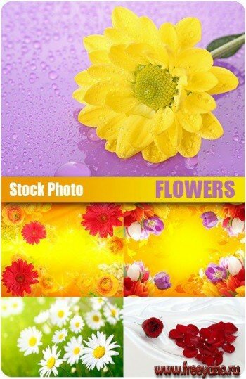    | Stock Photo - Flowers backgrounds