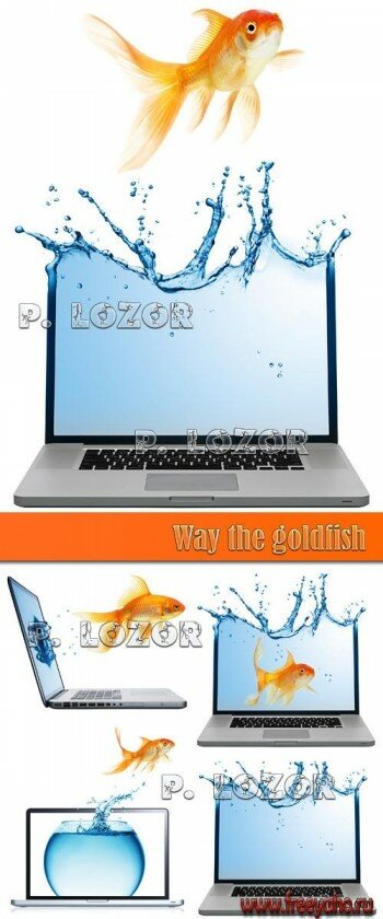 -    -   | Aquarium notebook & goldfish