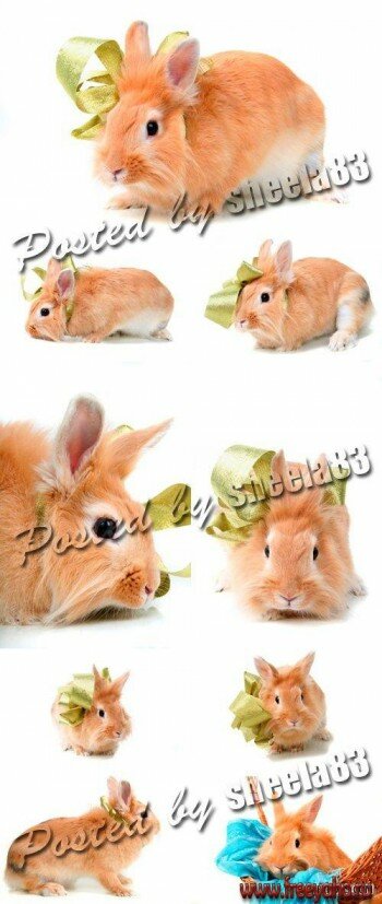      -  | Stock Photo - Funny Rabbit