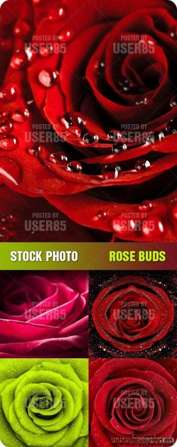       | Stock Photo - Rose Buds