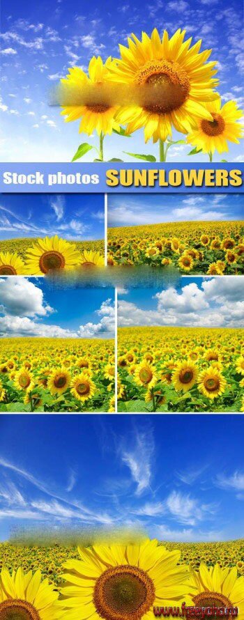      -   | Sunflower fields clipart
