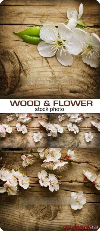     -  | Wood background and flowers