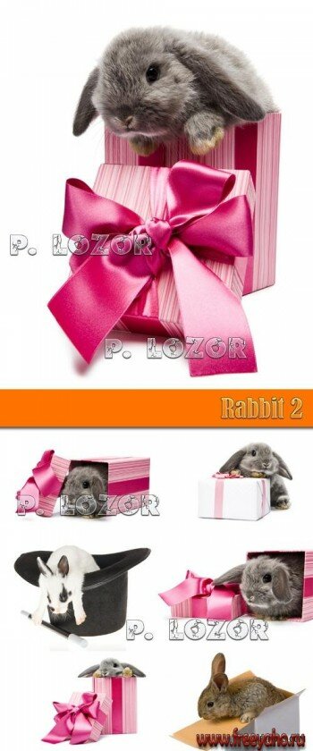    -   2011  | New Year Rabbit & box
