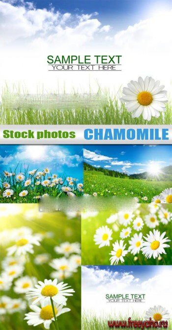    -   | Chamomile fields
