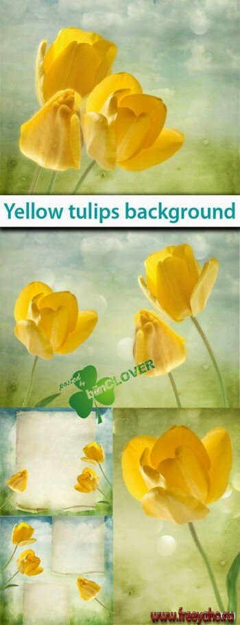  -   | Yellow tulip backgrounds