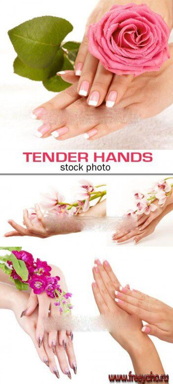   -   | Tender hands