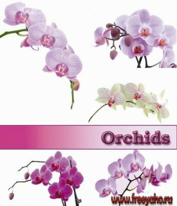   -   | Orchids clipart