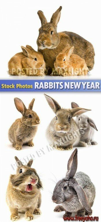  -   2011     | Rabbit clipart