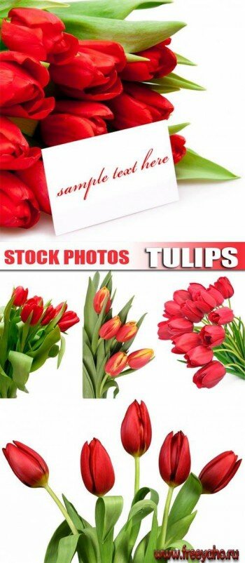 Tulips 2 | 