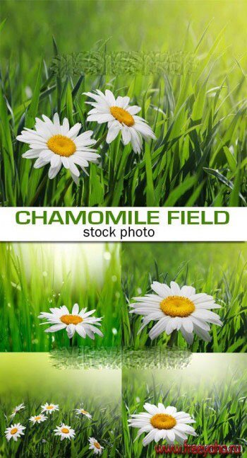       -   | Chamomile green fields and grass
