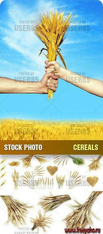   | Stock Photo - Cereals
