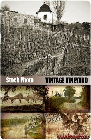  -   | Vintage vineyard clipart