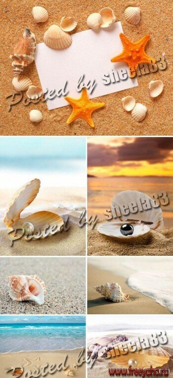 , ,     -  | Seashells