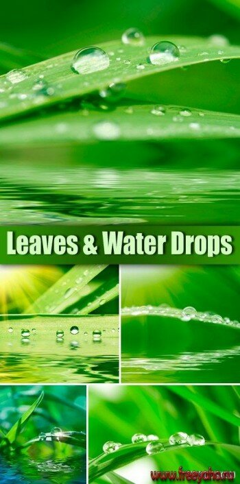     -   | Green Leaves & Water Drops clipart