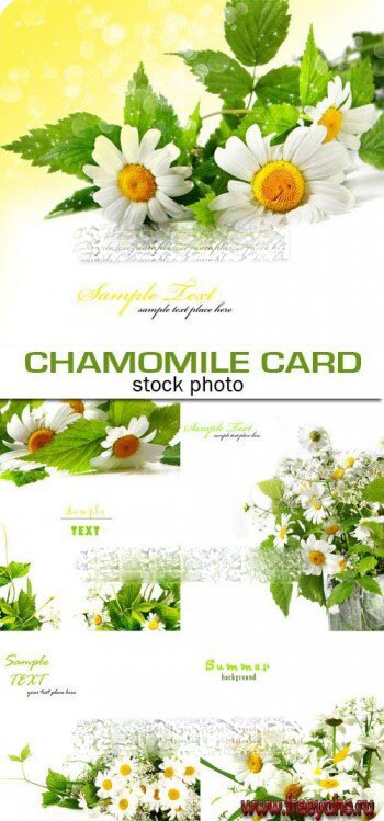   -  | Chamomile - flower cards